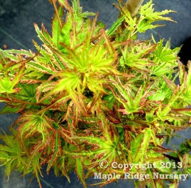 Acer palmatum 'Iro Iro' - mapleridgenursery